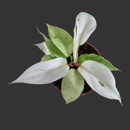 Philodendron Snowdrift Houseplant 6cm pot