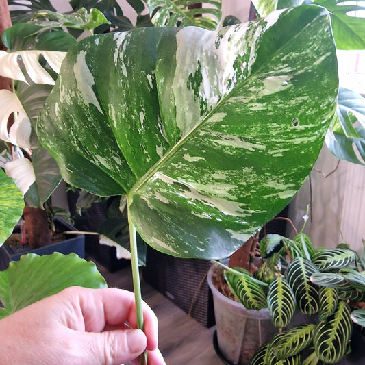 Monstera Albo Highly Variegated Middle Cutting