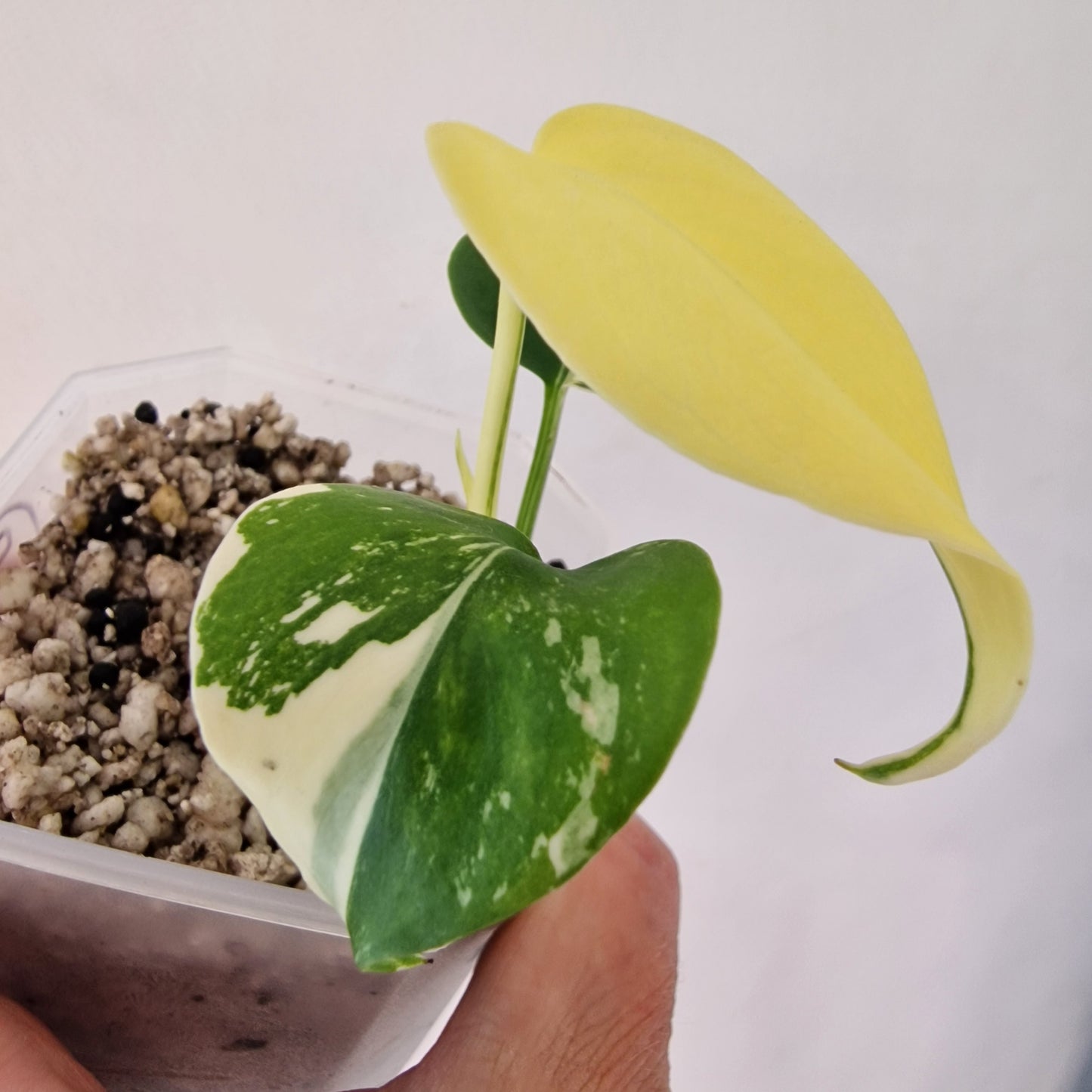 Monstera Electrolite see description