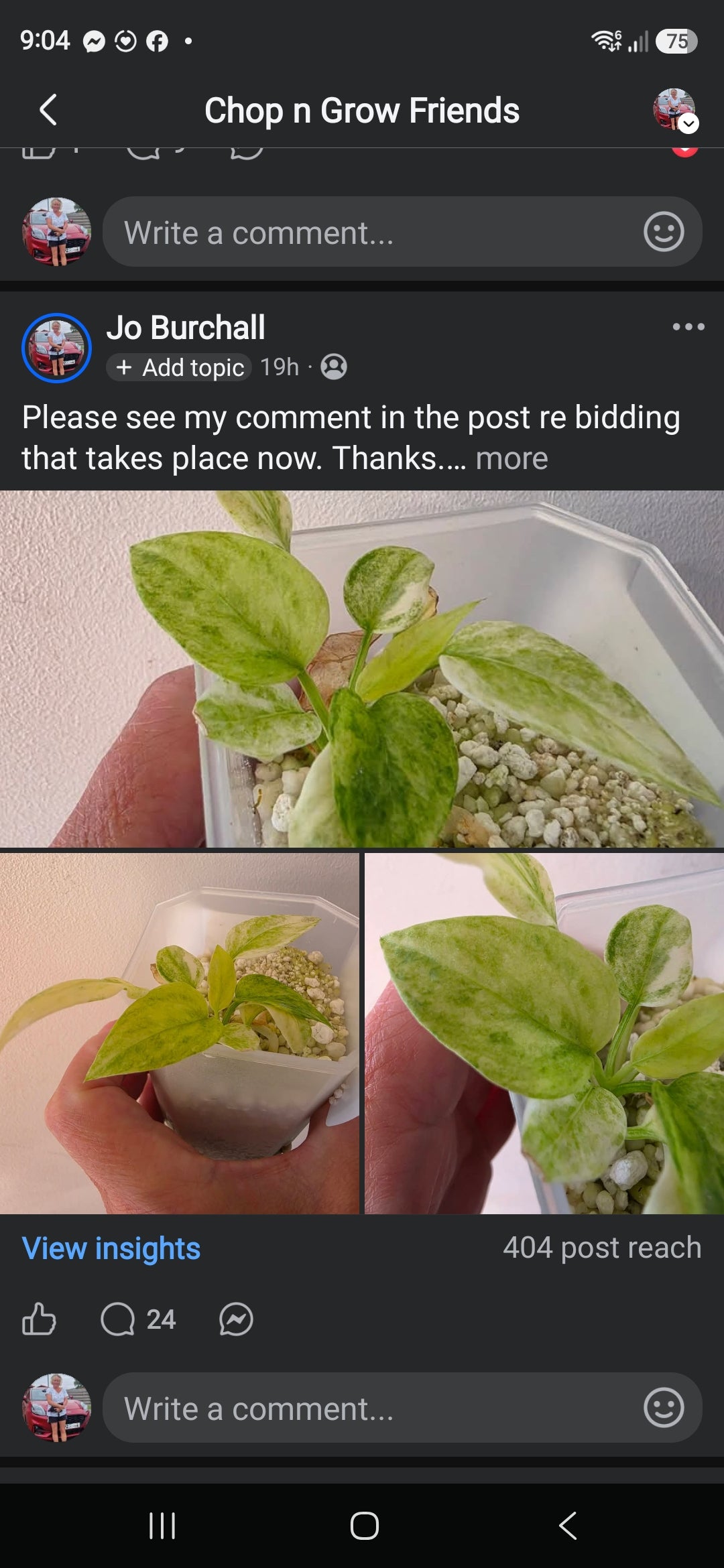 Sunday CnG Sale - James Anthurium Vittarifolium