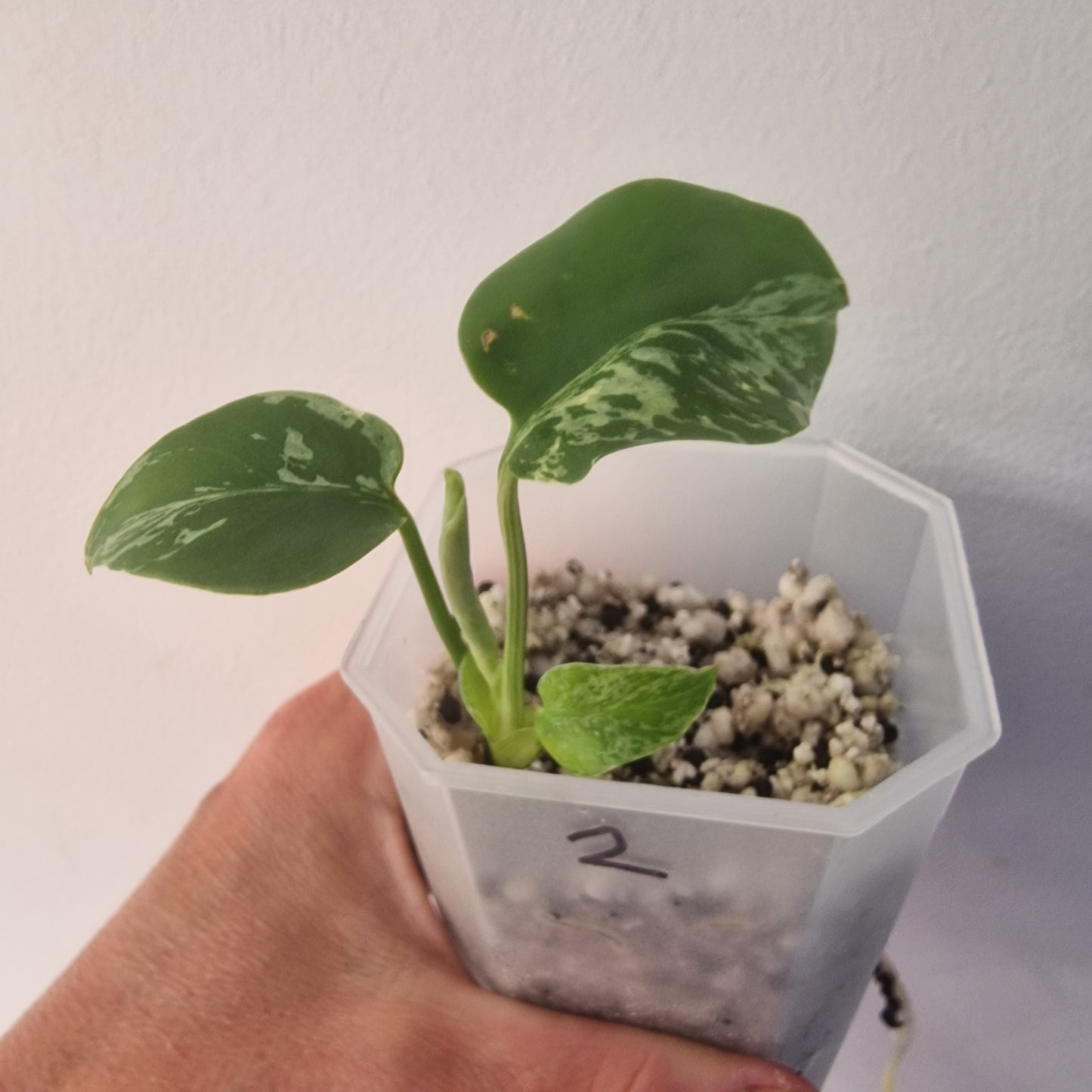 Monstera Bulbasaur – Choose Your Exact Plant see description