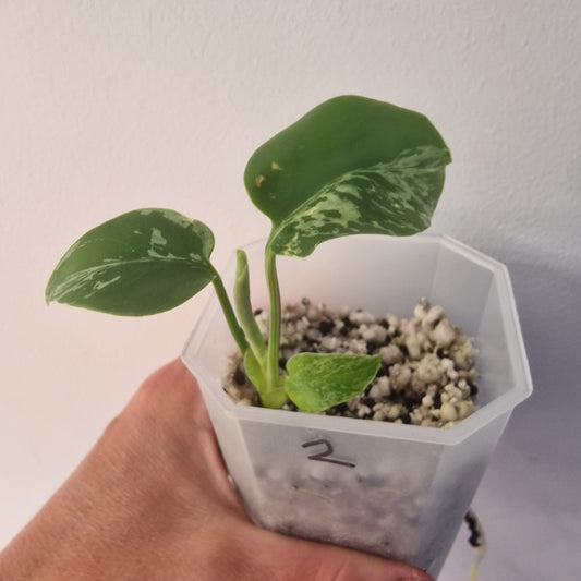 Monstera Bulbasaur – Choose Your Exact Plant see description