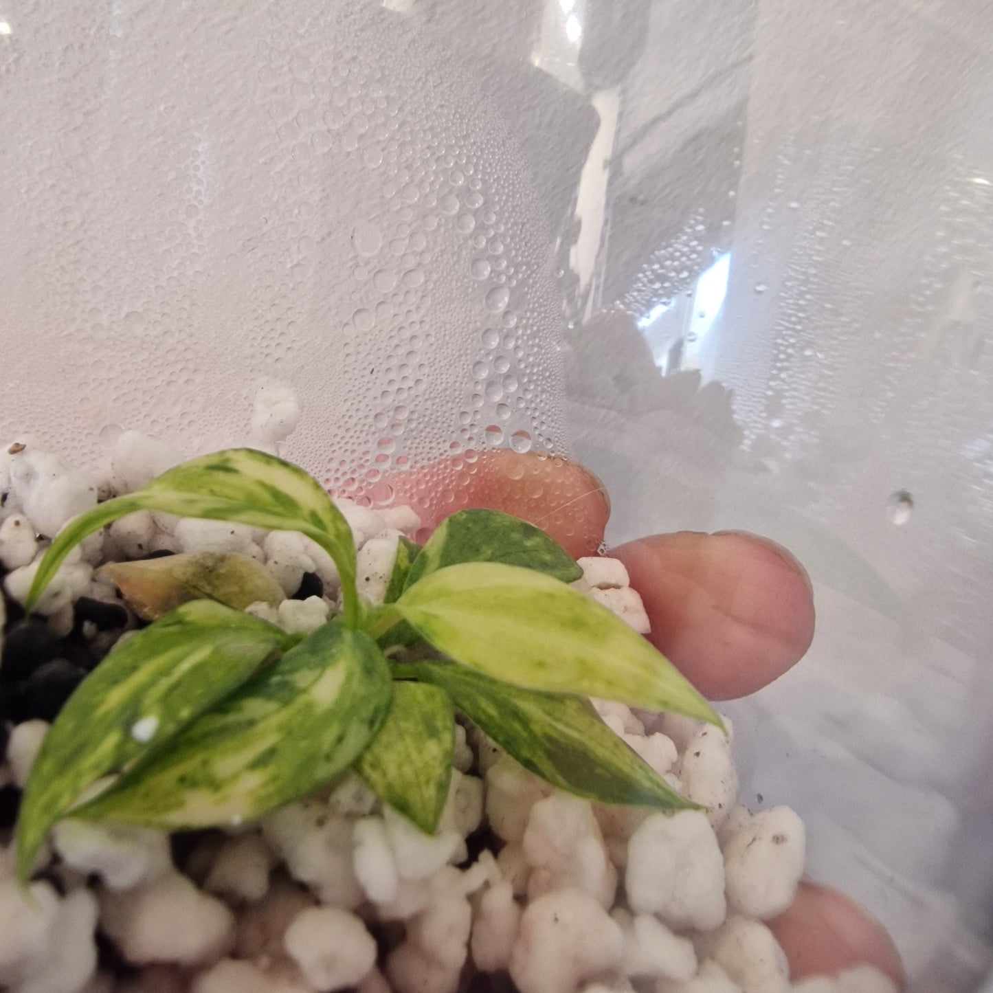 Philodendron Gloriosum No2 (Variegated)  – Young Exact TC Plant (#1)