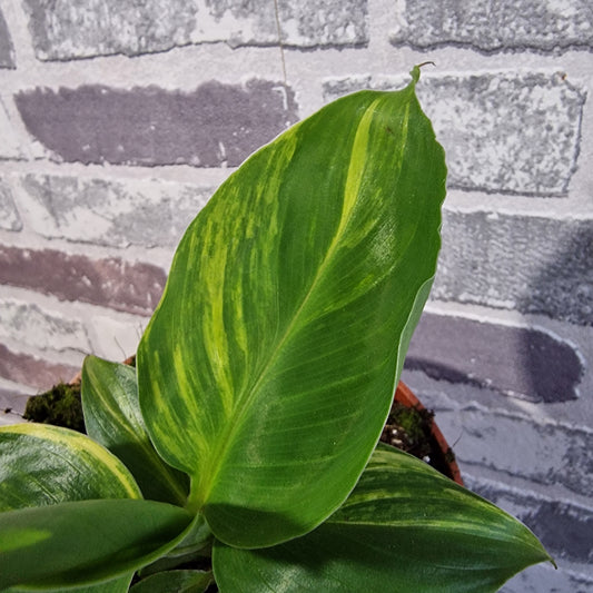 Musa Aurea Rare Houseplant 10.5cm pot (2)