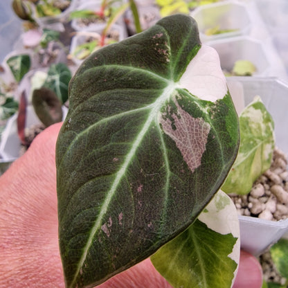 Alocasia Black Velvet Pink Variegata