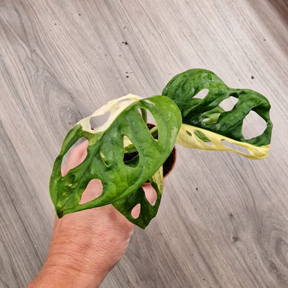 Monstera Adansonni Variegated (#6f)