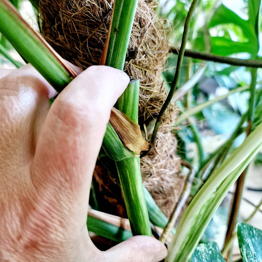 Monstera Albo Middle Leaf Cutting