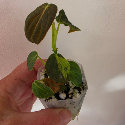 13 available at 4.50am Philodendron bundle - see description