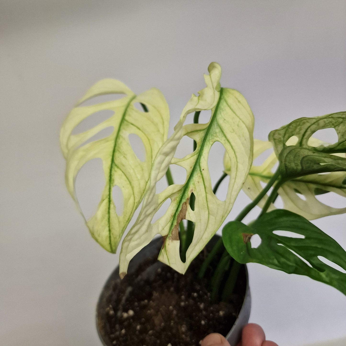 Monstera Adansonni Variegated #2