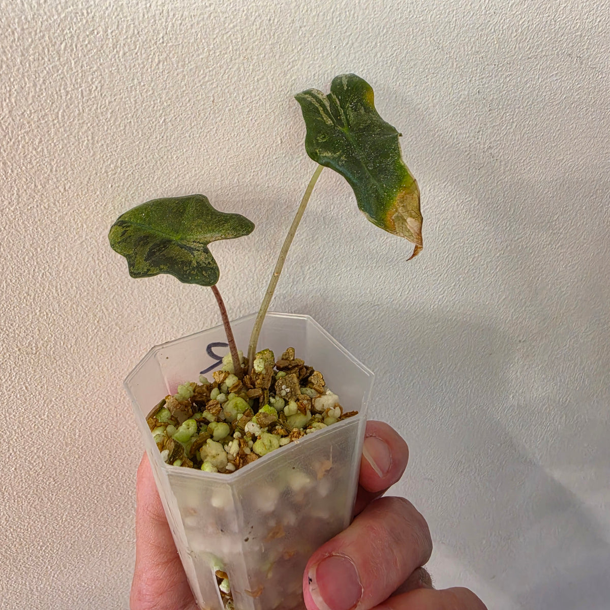 Alocasia Pink Nobilis Variegated – Fully Acclimatised | Exact Plant #2