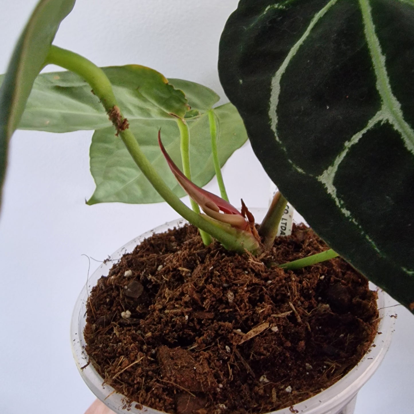 Ecuagenera Rehab Anthurium crystallinum