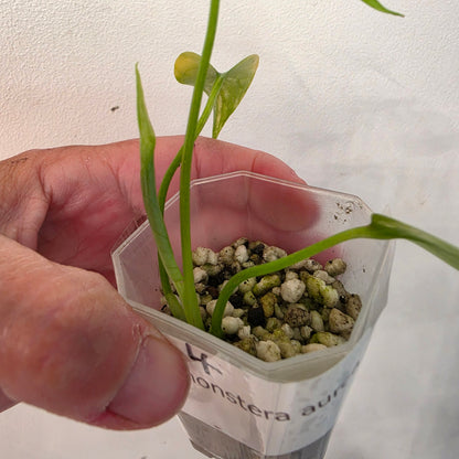 Monstera Aurea – Exact Plant No. 4 - See Description