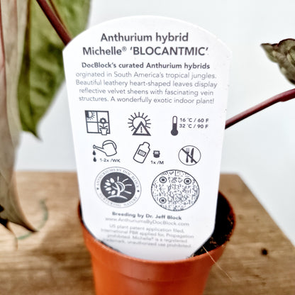 Anthurium Michelle by DocBlock Houseplant 9cm pot (1)