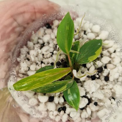 Philodendron Joepii Variegated – Exact Plant #4