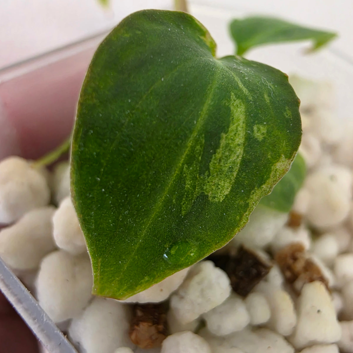 Philodendron Verrucosum Mint Variegata – Exact Plant #1