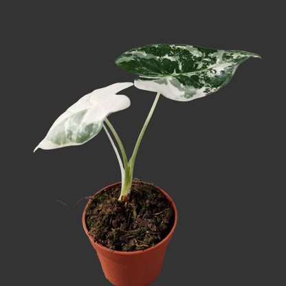 Alocasia Frydek Variegata Rare Houseplant 7cm pot (4)