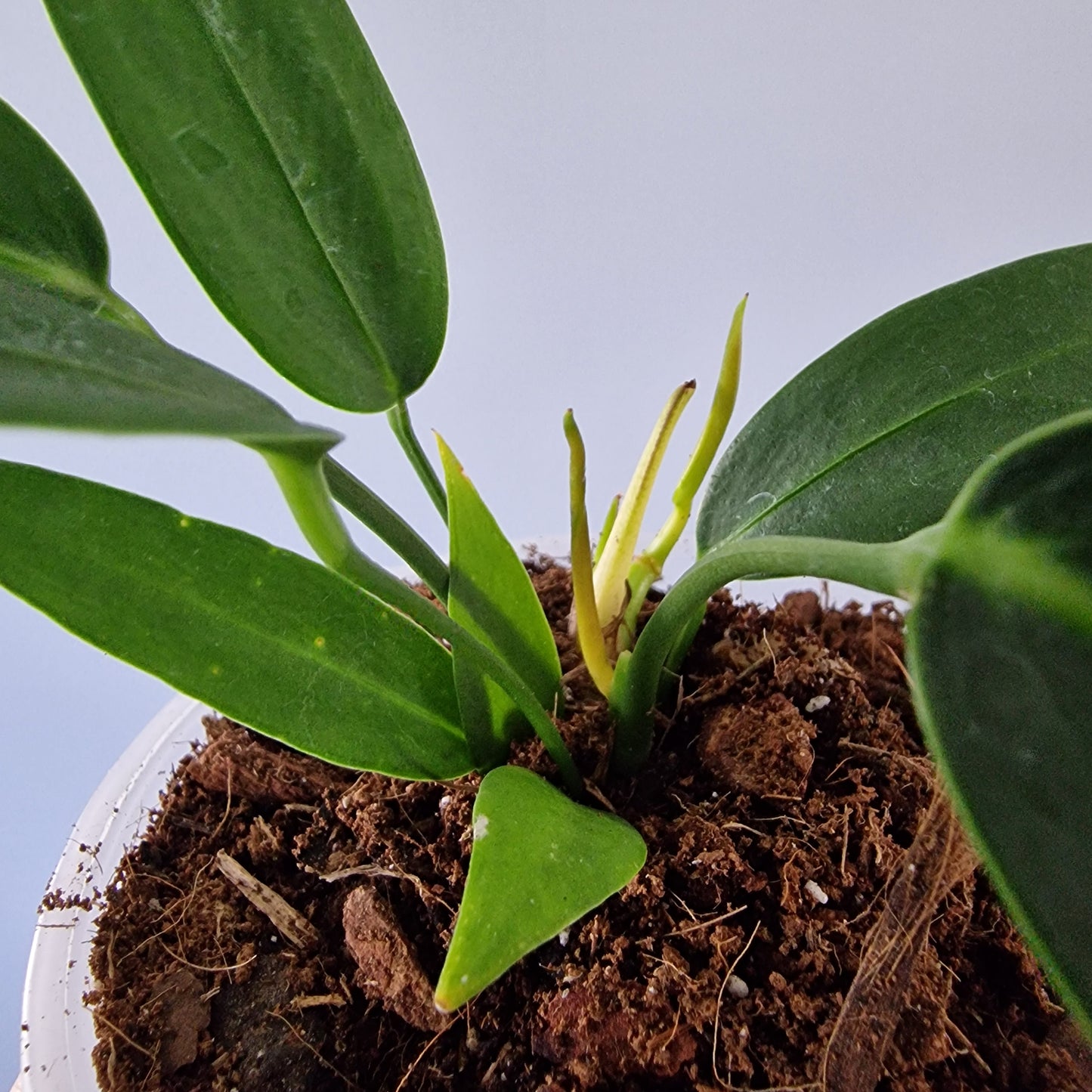 Ecuagenera Rehab Anthurium wendlingeri (32)