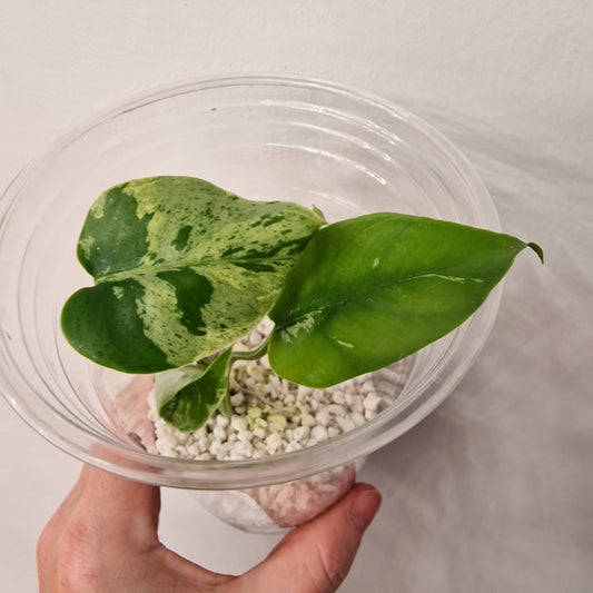 Monstera Bulbasaur – Young TC Plant (Exact Plant #1-16)