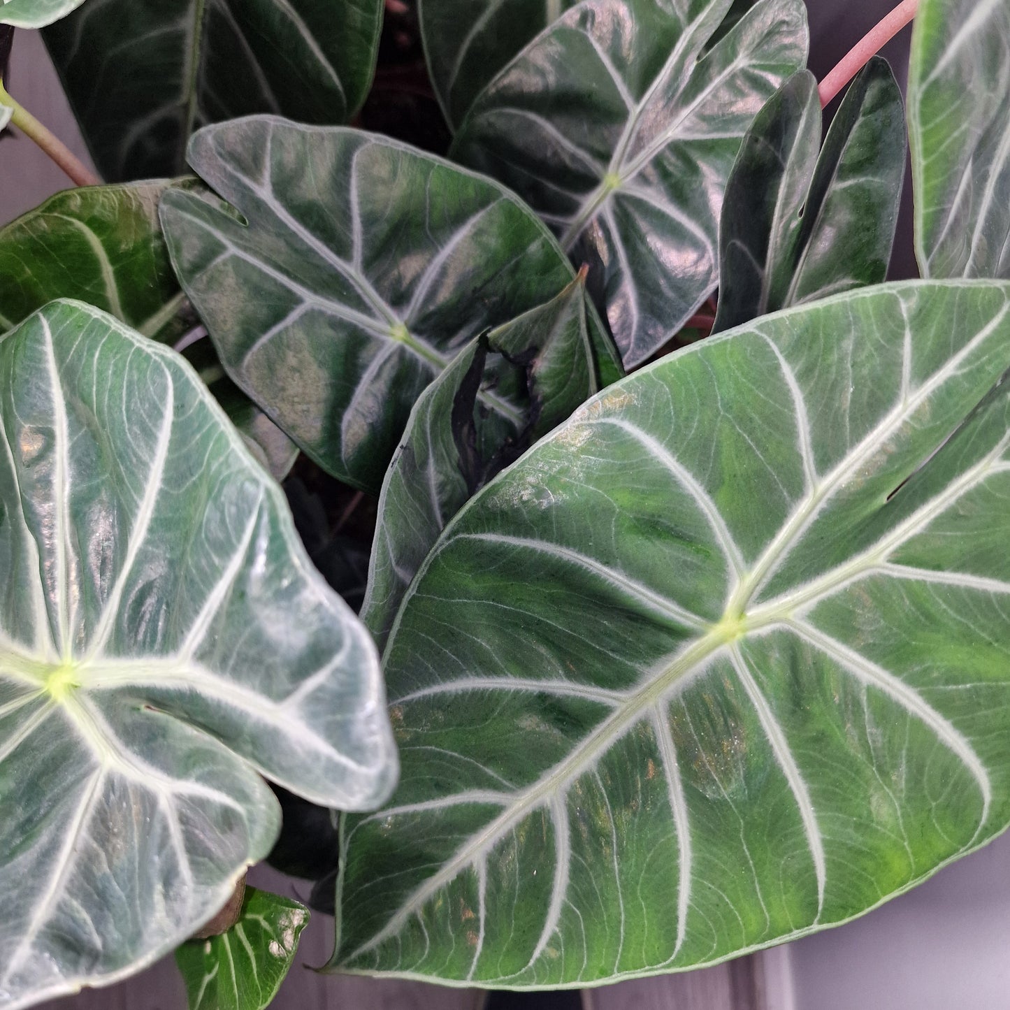 Alocasia Pink Dragon – 12cm Pot