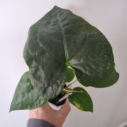 Anthurium NoID Ecuagenera Import (n) worth £40 – Rehab Plant