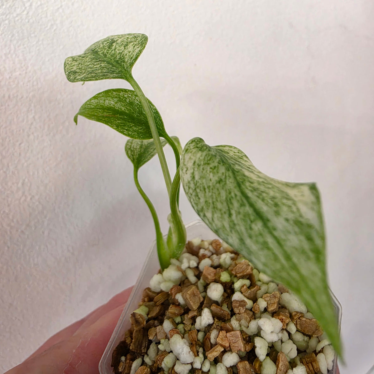 Monstera Deliciosa Thai Mint – Exact Plant #4