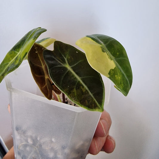Alocasia Suhirmaniana Aurea Variegation – Exact Plant (7)