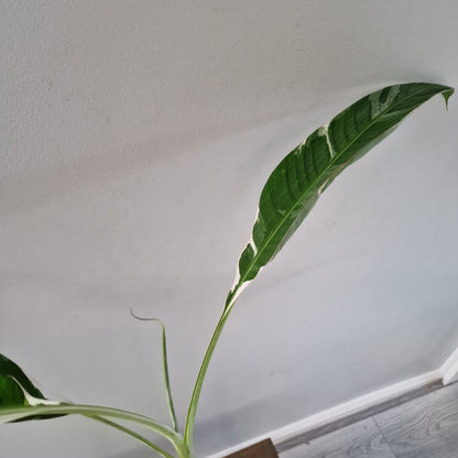 Musa ‘Florida’ – 10.5cm Pot (#4)