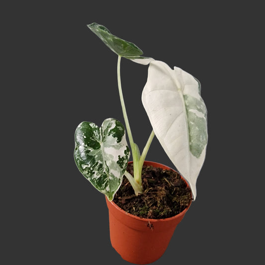 Alocasia Frydek Variegata Rare Houseplant 7cm pot (4)