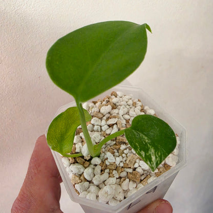 Monstera Devil Monster – Lightly Variegated / Speckled – Exact Plant (L9)