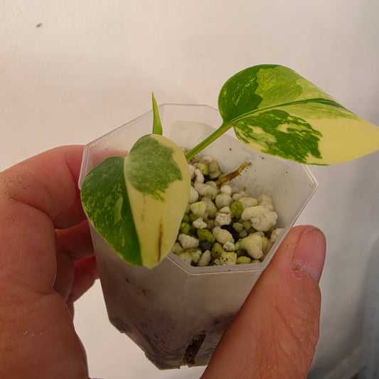 Monstera Lemon Pom Pom – Exact Plant No. 5 - See Description