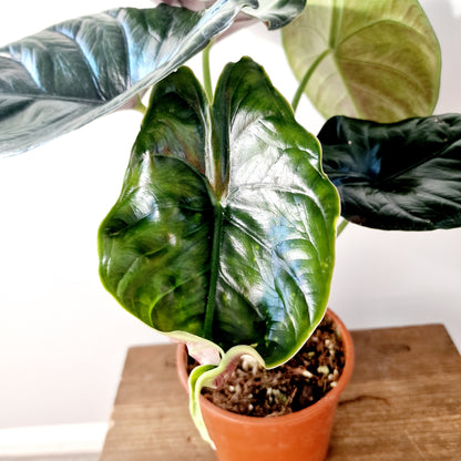 Alocasia Green Unicorn Houseplant 14cm pot (1)