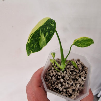 Monstera Electrolight Variegated – Exact Plant (#2)