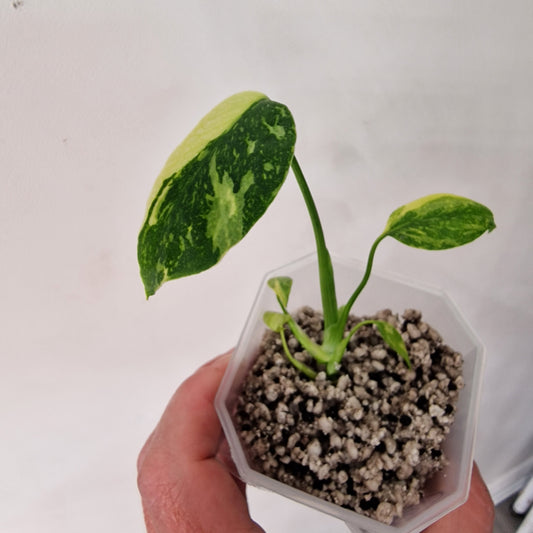 Monstera Electrolight Variegated – Exact Plant (#2)