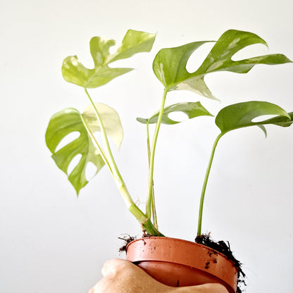 Rhaphidophora Tetrasperma Houseplant 10.5cm pot (4)