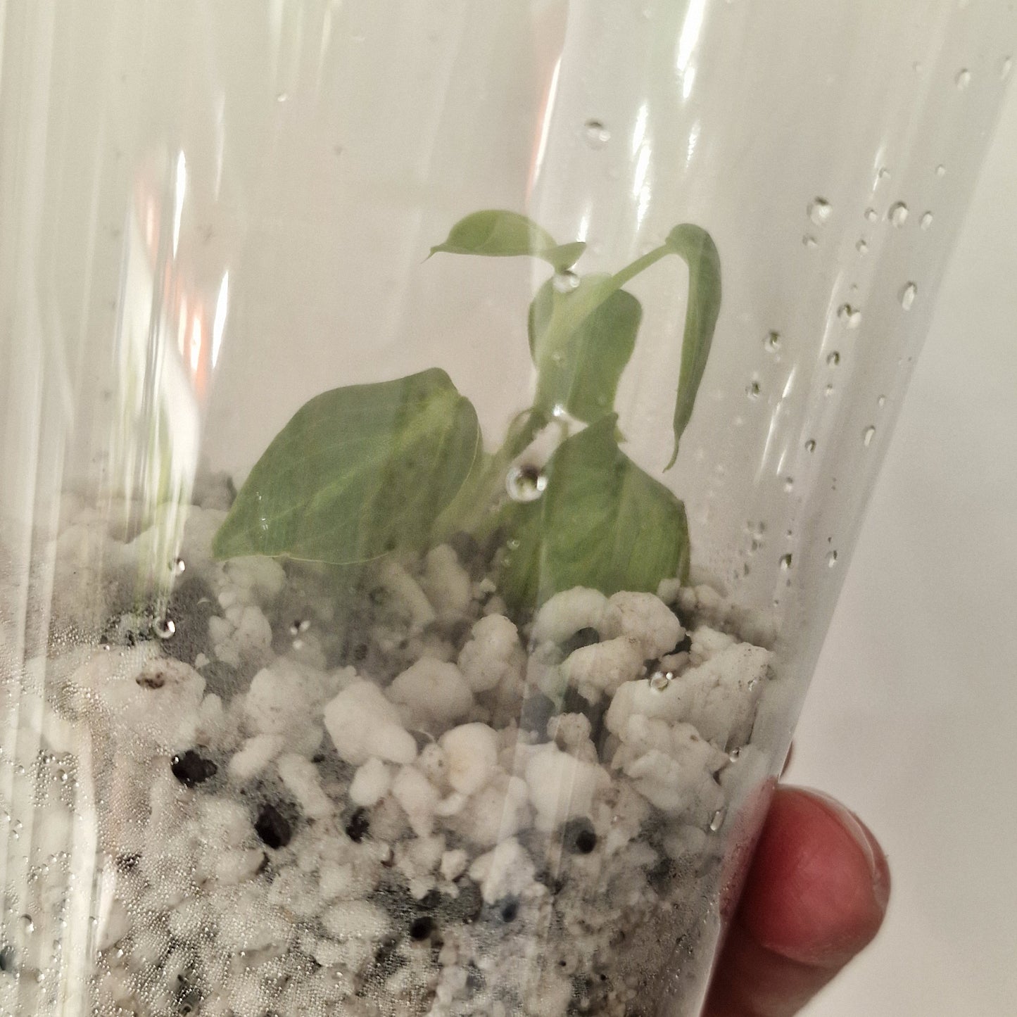 PRE-ORDER – Philodendron Melanochrysum Variegated  – Young Exact TC Plant (#3)