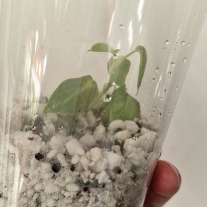 PRE-ORDER – Philodendron Melanochrysum Variegated  – Young Exact TC Plant (#3)