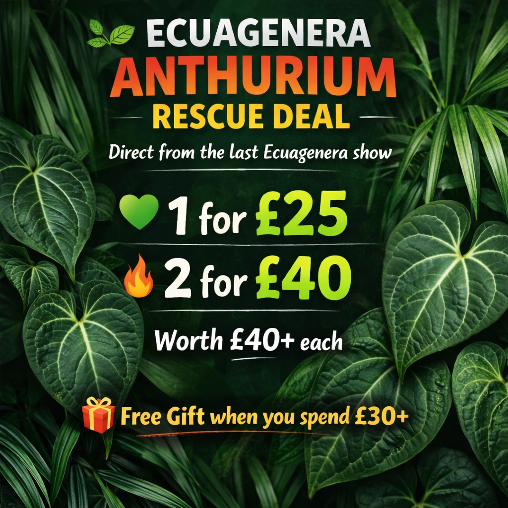 Mystery Ecuagenera Anthurium – Rescue Plants (Worth £40+ each)
Please Read Description