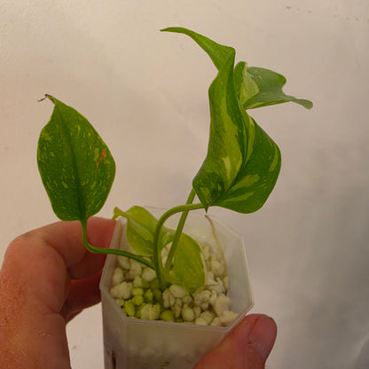 Monstera Electrolight – Exact Plant No. 6  - See Description