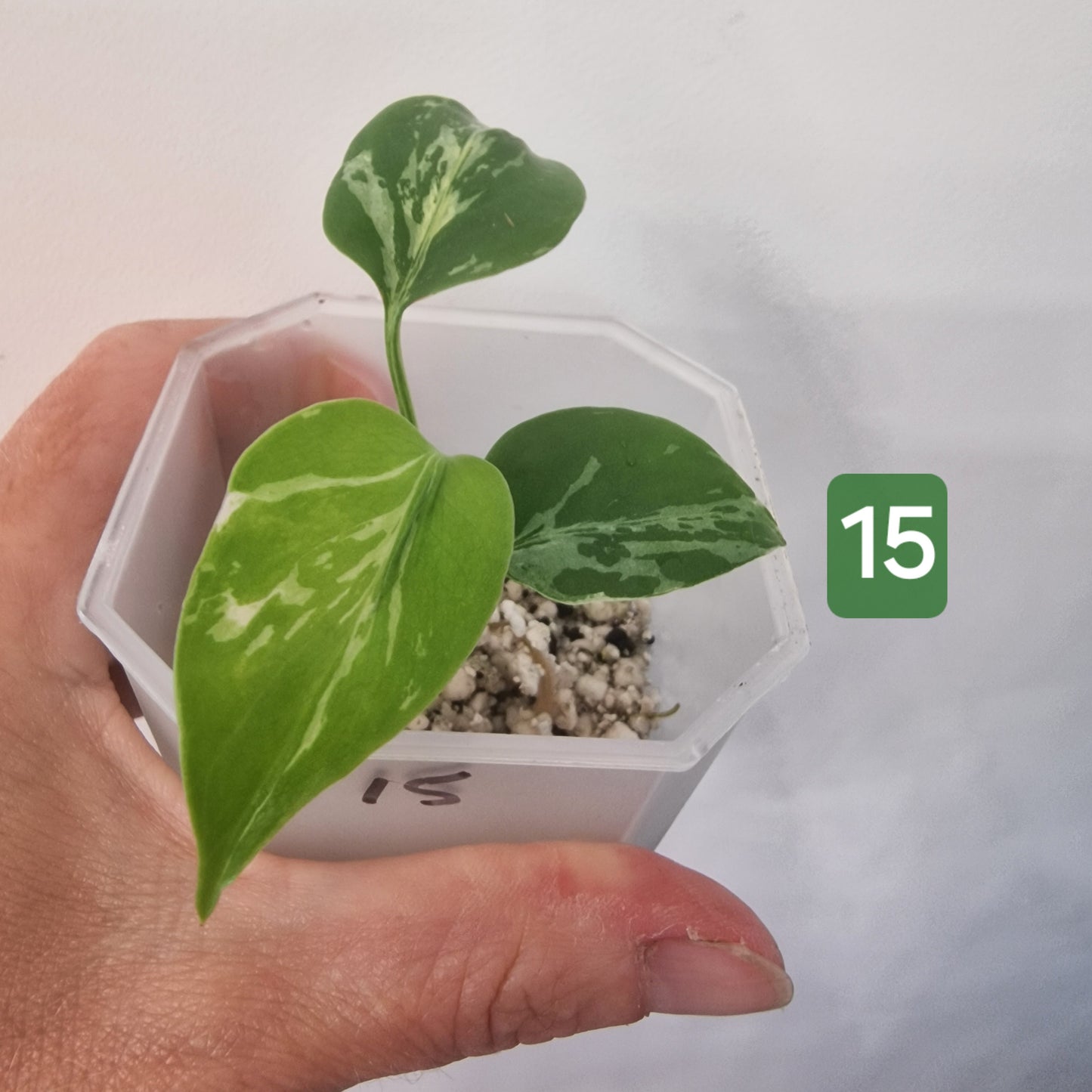 Monstera Bulbasaur – Choose Your Exact Plant see description