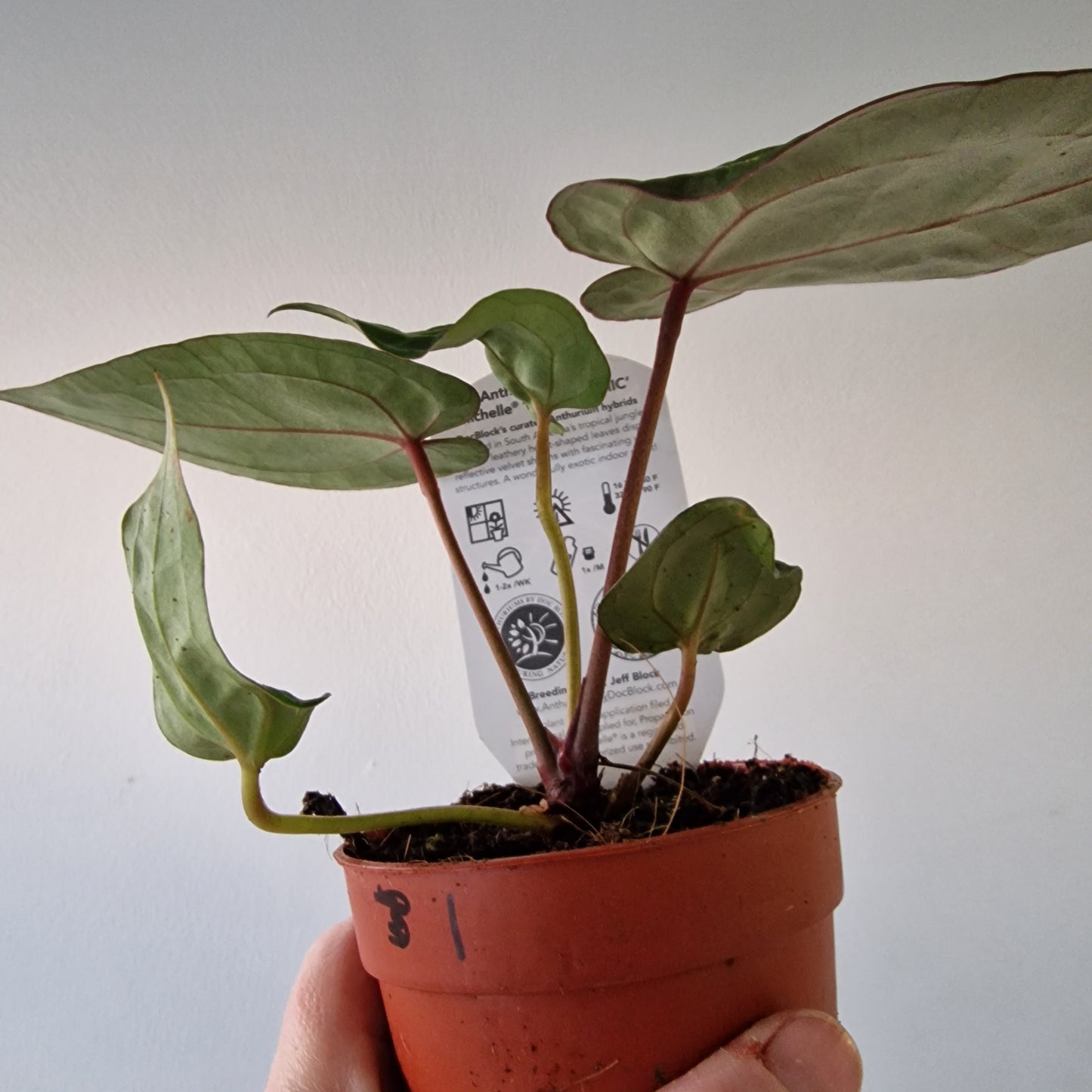 Anthurium ‘Michelle’ by DocBlock – 9cm Pot (#1)