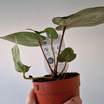 Anthurium ‘Michelle’ by DocBlock – 9cm Pot (#1)