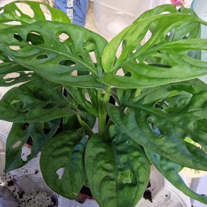 Monstera Adansonii (Monkey Mask) – 6cm Pot
