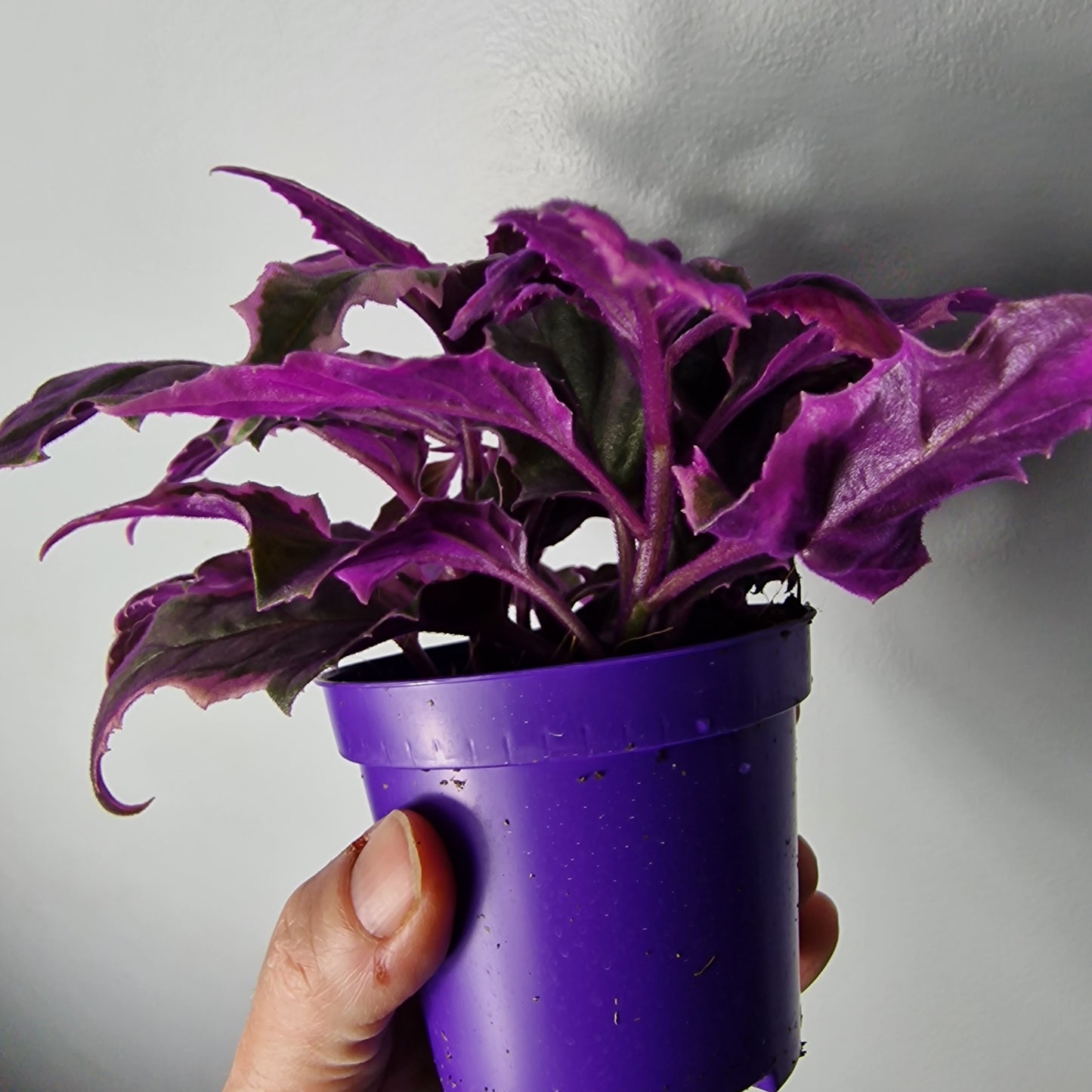Gynura Variegated – 7cm Pot