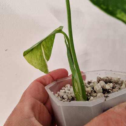 Monstera Electrolight Variegated – Exact Plant (#3)