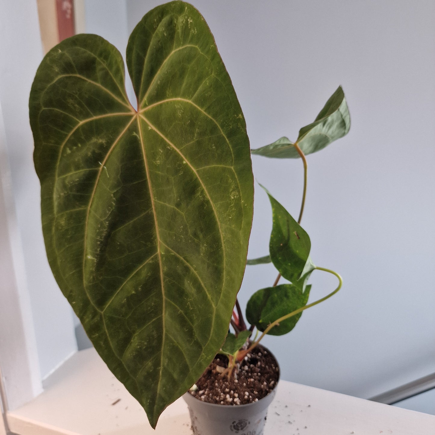 Anthurium Dark Phoenix 12cm pot
