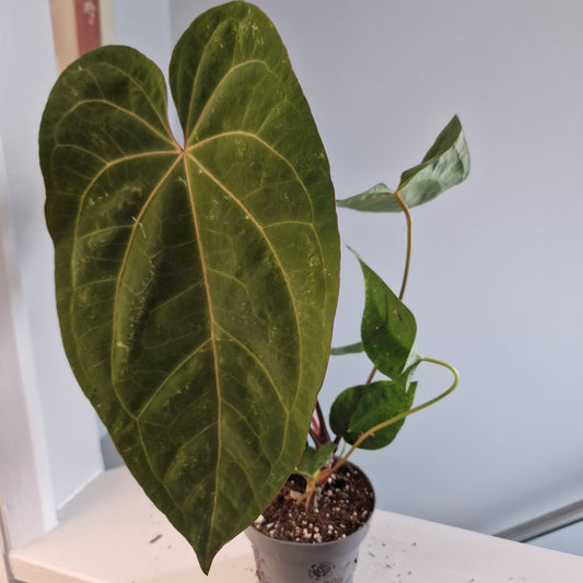 Anthurium Dark Phoenix 12cm pot