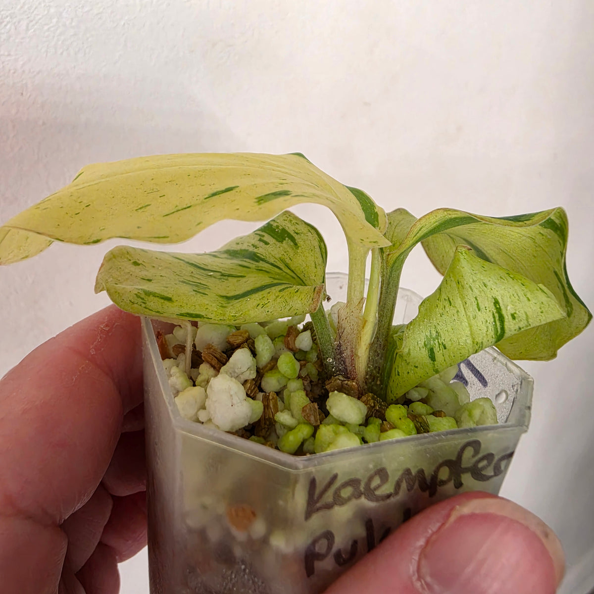 Kaempferia Pulchra Variegata – Established | Exact Plant #3