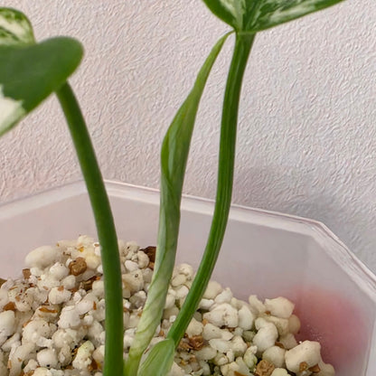 Monstera Devil Monster – Highly Variegated – Exact Plant A2 – See Description
