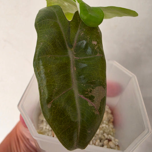 Alocasia Pseudo Sanderiana Pink Variegata – Established | Exact Plant #3