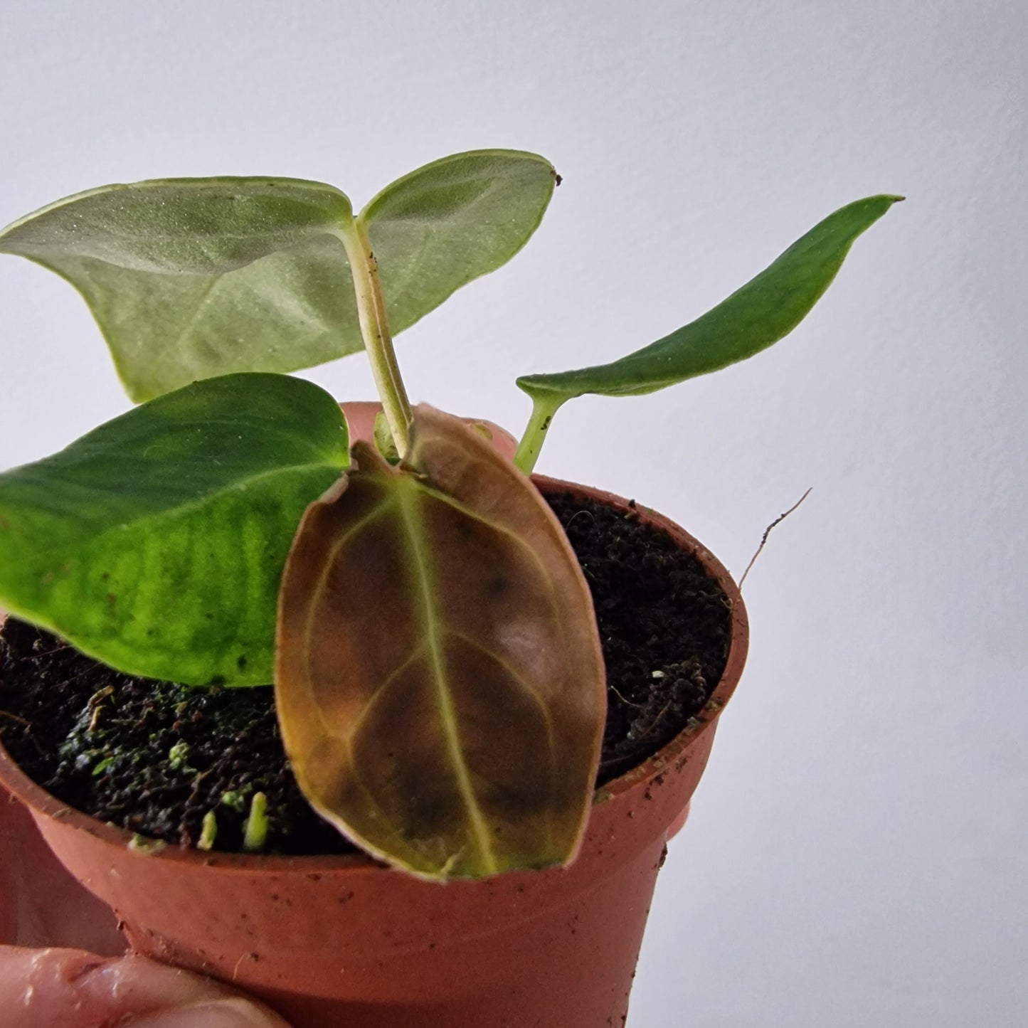 Anthurium Regale Houseplant 6cm pot